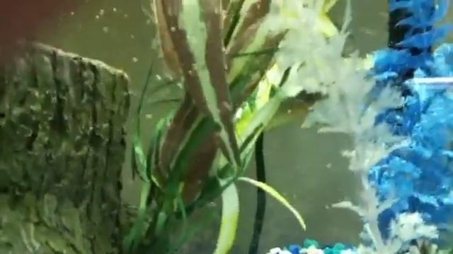 Red Belly Piranha About To Drop Eggs In A 75gallon Tank