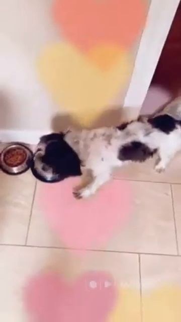 Freshly Made Dog Food. Ground Turkey With Veggies