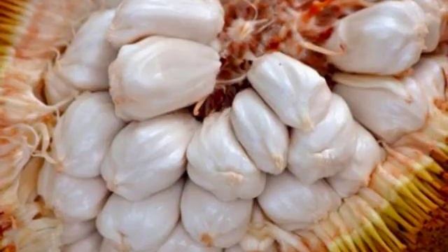 TAK TERDUGA!! 15 Manfaat Dan Khasiat Buah Tarap Untuk Kesehatan