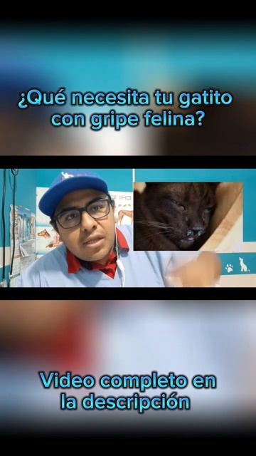 🐱🤧¿Qué Necesita Tu Gatito Con Gripe Felina?🐈🐈⬛