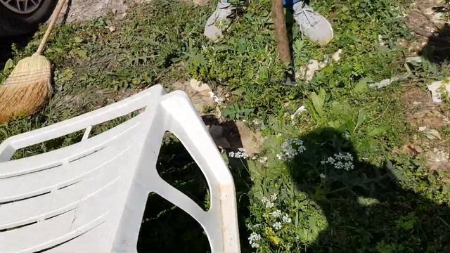 Les-1 змея в машине