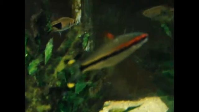 Barbus Denisoni  AquárioTop