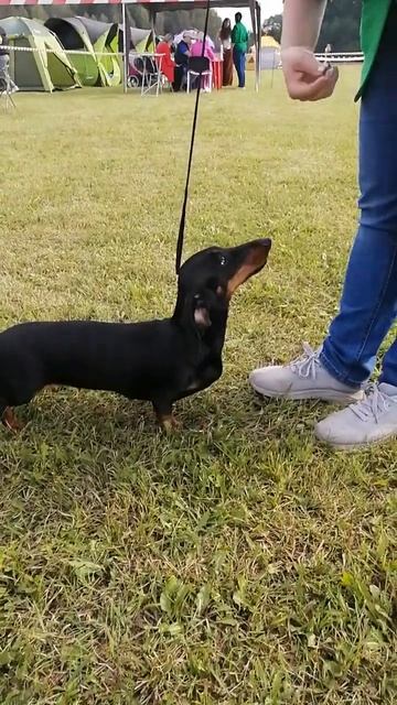 26 августа 2023 г. Dachshund, Выставка собак РАМЕНЬЕ, Такса