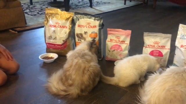 What Kind Of Food  (Royal Canin) Will Cat's Like?