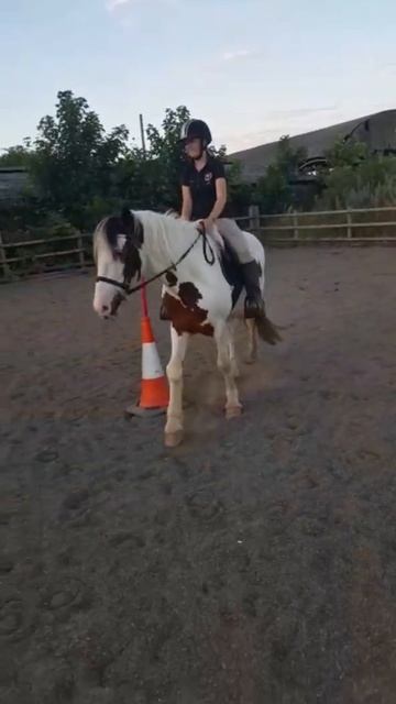 Warmblood X Cob Filly To Make 15 Hands