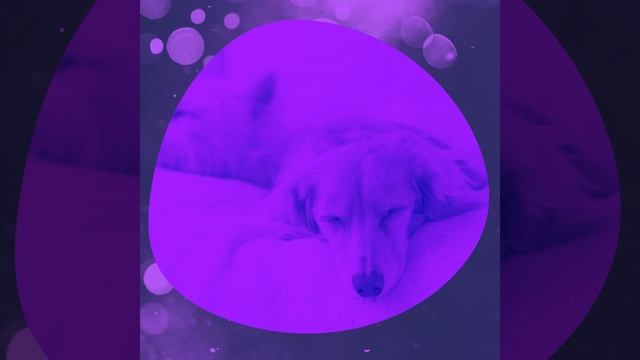 Мечты (Собаки)