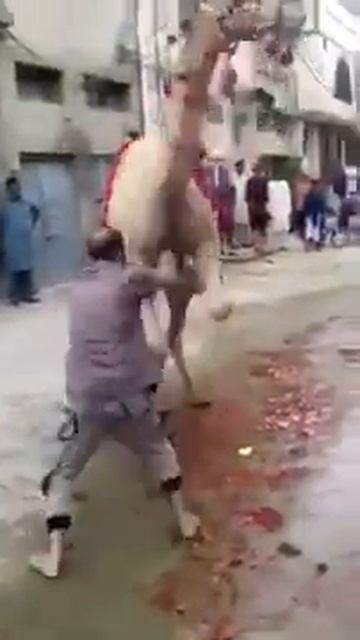 жёсткий нокаут от верблюда