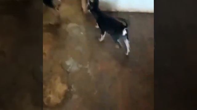 «Собачий концлагерь» нашли неравнодушные приморцы во Владивостоке