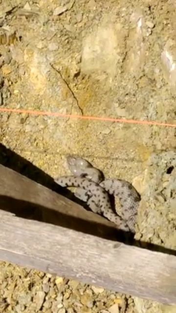 Vipera Gigante Avvistata In Umbria A Maggio 2021