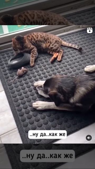 Суета😂😂😂 #собаки #кошки #животные #питомцы #смешные #юмор #хаски