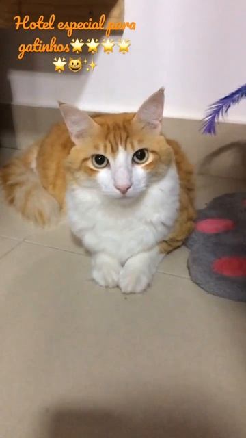 Hóspede Vip No Hotel Cat 5 Estrelas✨😺🏨 #felinos #hotel #cats  ##gatos #cat #catvideos #catshorts