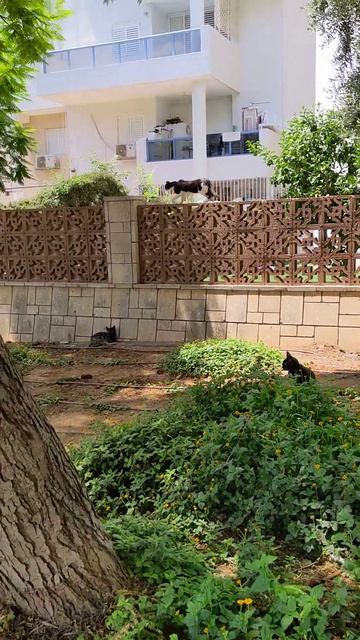 Кот бегает по забору 😸 Смешные коты 😻 Cat Running On Fence 😹 Funny Cats 🐈 Beautiful Animals 🐆 Memes