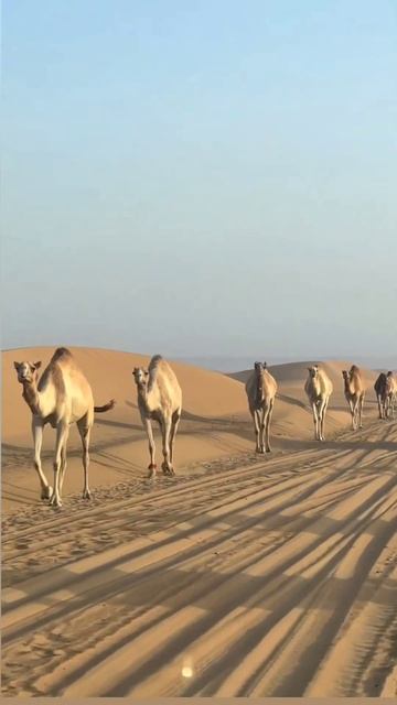 KUWAIT WILD  CAMELS