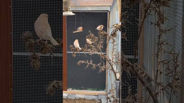 Мои птицы щегол и снегирь Stieglitz Major Dompfaff