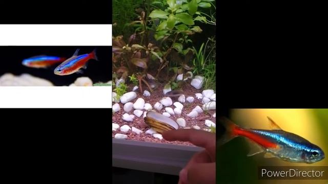 BiTKiLi AKVARYUM TANITIM BÖLÜM2 (RASBORA VE  KARDINAL NEON)