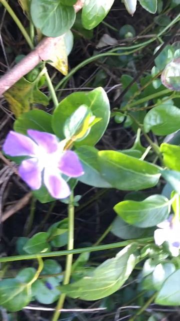 First Periwinkles
