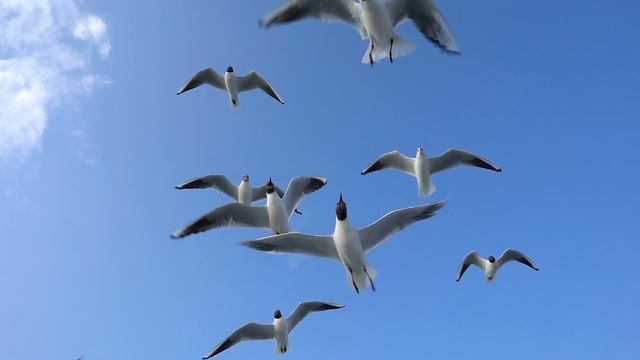 Animal Bird Seagulls Flying