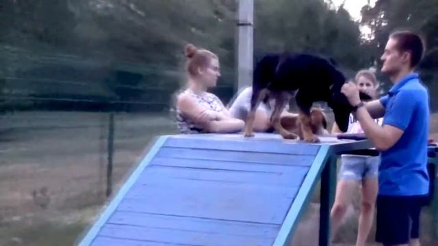 ЗНАКОМСТВО С МОИМИ ЖИВОТНЫМИ | ПРОГУЛКА С БЭЙЛИ