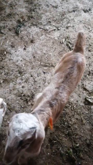 Farm Time #fypシ #oğlak #çiftlik #sevimli