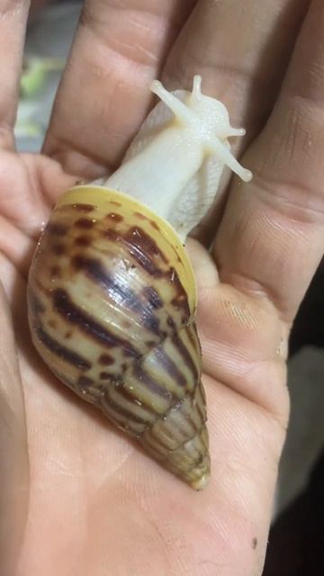 Sên Ma #bachngoc #snail #pets Fulica Body 🐌🐌🐌👻