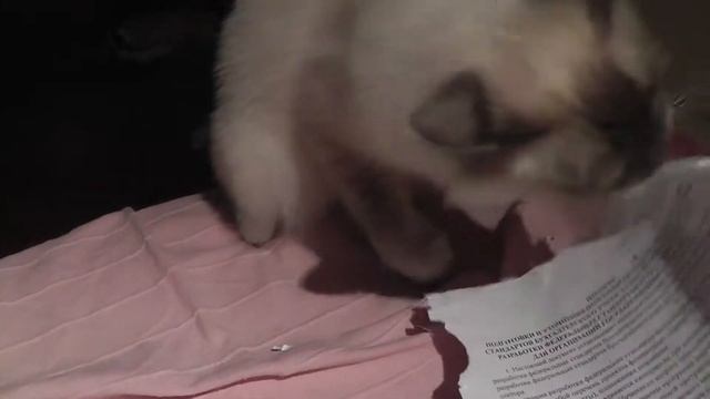 Канцелярская кошка  HD 1080p