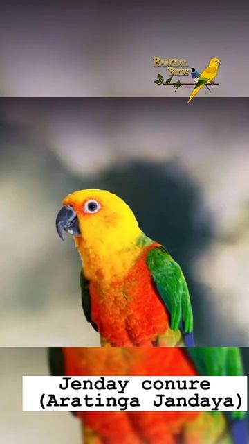 Jenday Conure | جیندے کونور