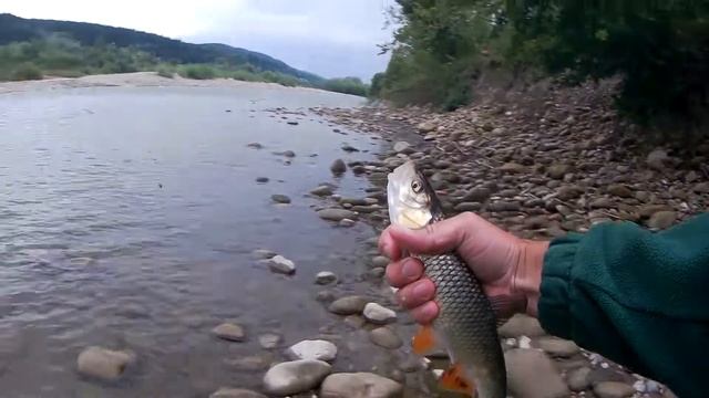 РИБАЛКА НА ПРИКОРМЛЕНОМУ МІСЦІ, головень і карасик клює добре