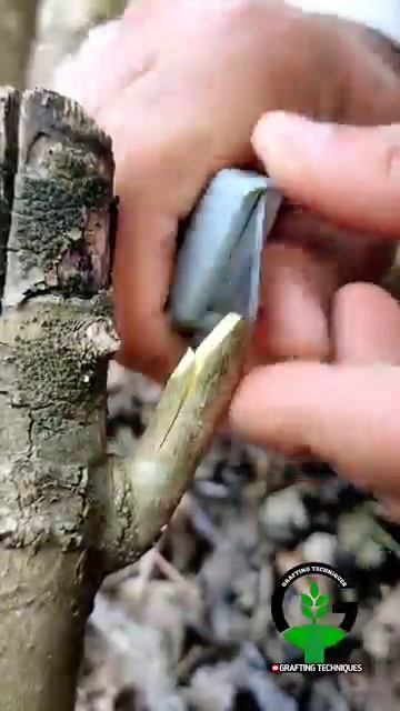 методы прививок