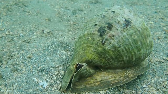 Cassis Madagascariensis Breathing PC250281