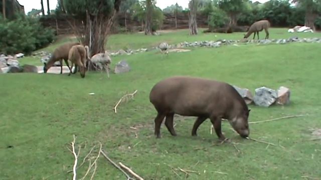 Mary I Psotny Tapir W Zoo Opole - Patagonian Mara & Mischievous Tapir In Opole Zoo