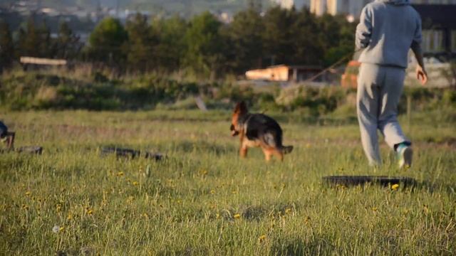 Саламандра с Братского Взморья (Hugh V. Eichenplatz х Kamri S Bratskogo Vzmorja)  5 мес.