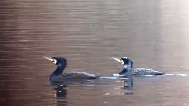 Kormorán Velký (Phalacrocorax Carbo)