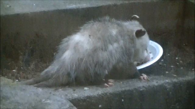 Possum Eating Cat Food