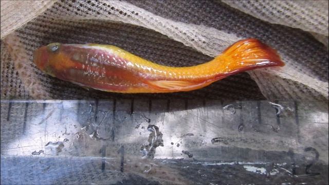 How Large Are Adult Guppies At 4 Or 5 Months Old?