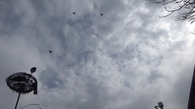 Николаевские голуби