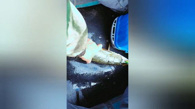 Первый трофей по щуки , 2 кг.