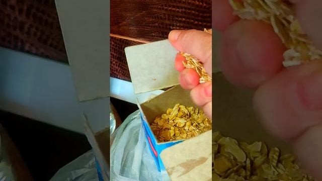 Звуки 🎼 весеннего утра. Культяпочка и  чайки. 🌿☀