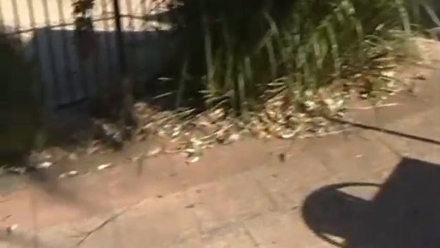 Starla Blank Adventures #1 - Macadamia Castle Australia.