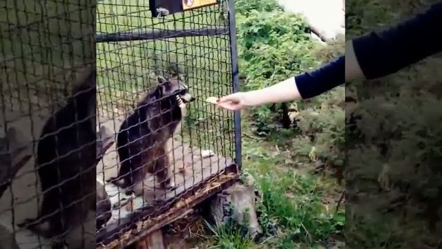 Аня Теперь хочу себе Енота!!! ХОЧУ!!! лапочки