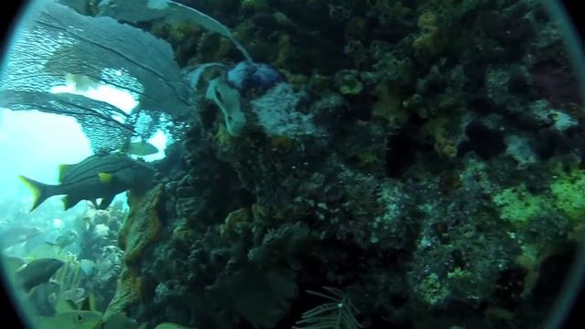 Ryan's Scuba Adventure 12.1