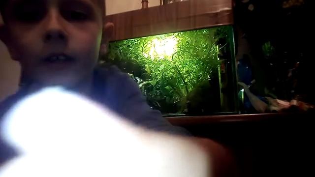 Соміки і гупіки