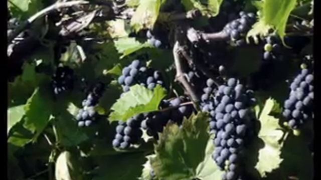 BUN II VINUL   Bun Ii Vinul Ghiurghiuliu{Maria Tanase}