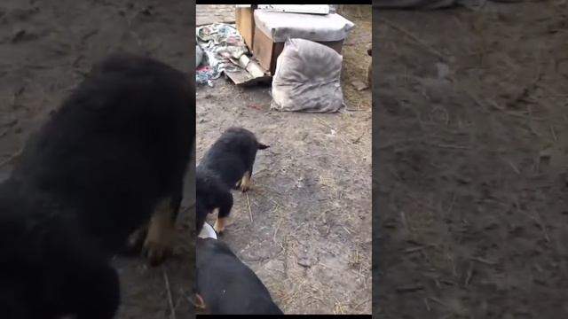 Пришли и принесли еды в приют для собак Дора