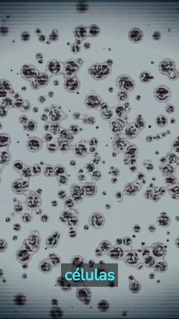 Las Estrellas De Mar Regeneran Sus órganos😱💯🪸🌊#Curiosidades #sabiasque #estrellademar