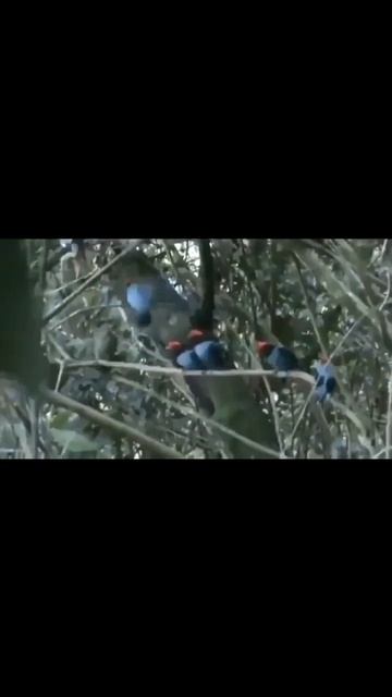 Blue Manakin Bird | Chair Is Missing | #shorts #birds