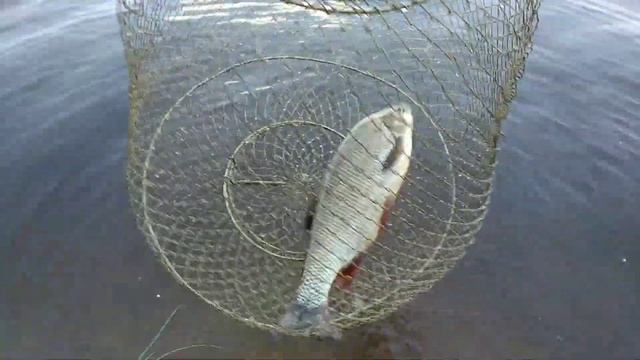 язь знакомься это ...