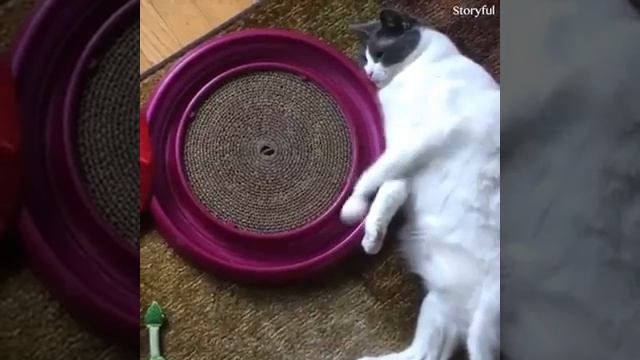 Топ 11 смешных кошек.