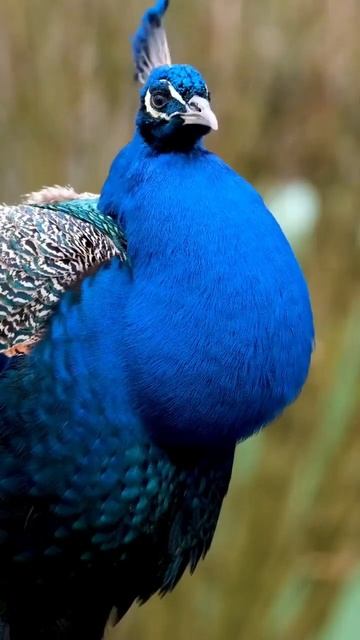 Peacock Sound Video #Peacock #birdsounds #shorts #viral