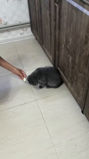 Кот ест кабачок