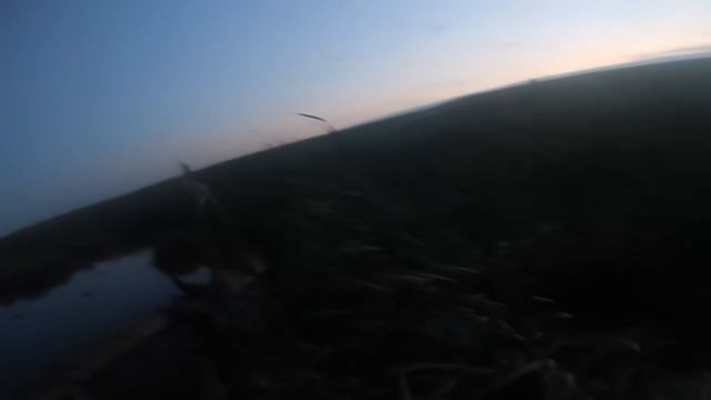 Утка на руках